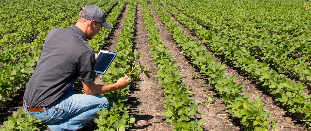 Hort Innovation project opportunities for the week ending 18 June 2019.