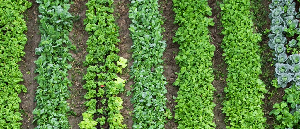 A recent workshop helped growers in the Atherton tablelands identify potential problem pests within their crops.