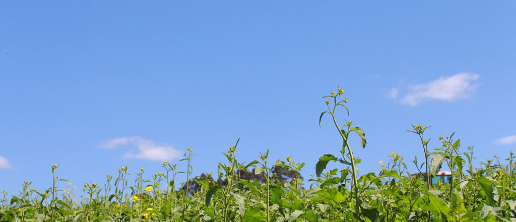 In a new podcast, the Soil Wealth ICP team explore how Tasmanian growers Harvest Moon have used cover cropping to protect and improve their soils.