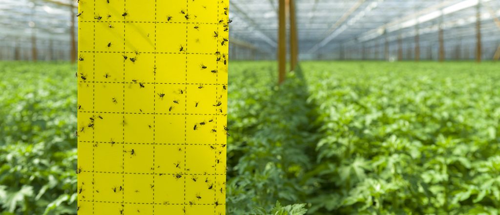 To ensure that the agrichemical needs of the vegetable sector are accurately recorded and understood, AUSVEG is coordinating crop-specific surveys.