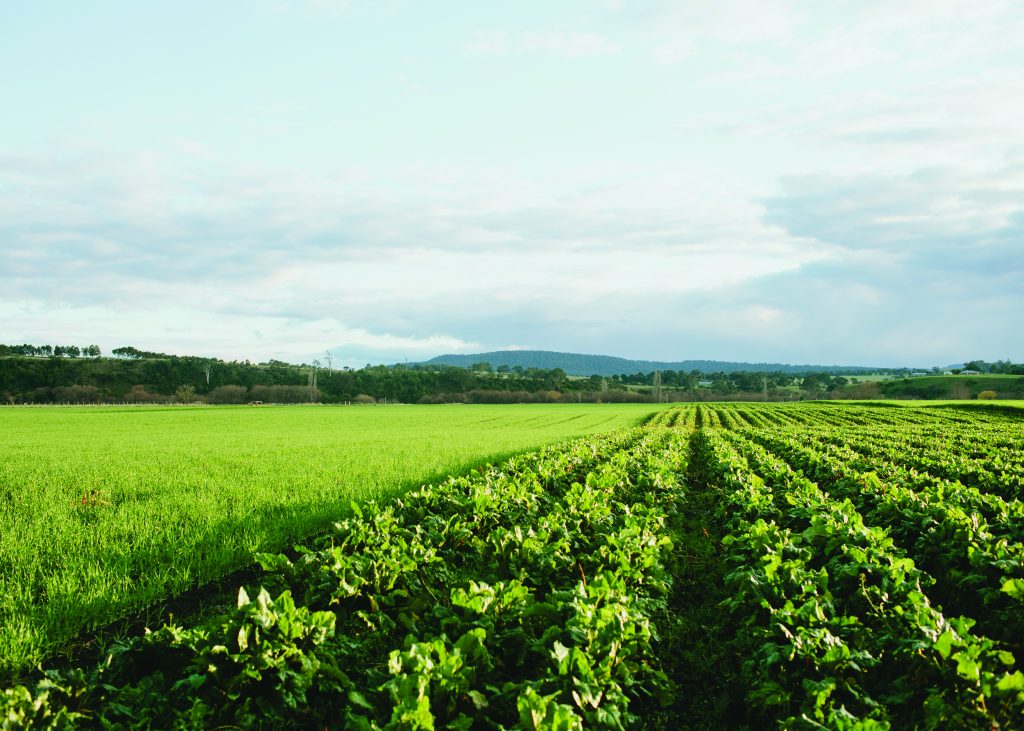 Vegetable Export Market Access