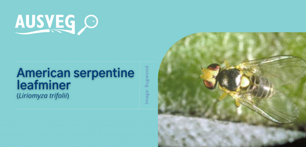 American serpentine leafminer has now been detected in Australia