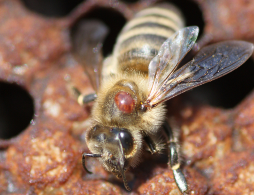 Update on National Transition to Management Program Varroa Mite