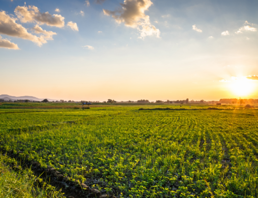 AUSVEG statement on Federal Court glyphosate judgement